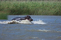 Hippopotamus (Hippopotamus amphibius) splashing through water. St Lucia, KwaZulu-Natal, South Africa, October.