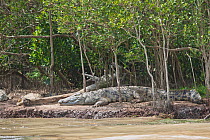 Nile Crocodiles (Crocodylus niloticus) basking at water side. St. Lucia, KwaZulu-Natal, South Africa, October.