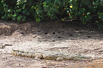 Nile Crocodile (Crocodylus niloticus) basking at water side. St. Lucia, KwaZulu-Natal, South Africa, October.