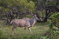 Greater Kudu (Tragelaphus strepsiceros) male in profile. St Lucia Wetland National Park, KwaZulu-Natal, South Africa, October.