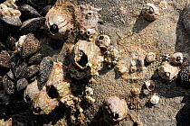 Acorn barnacles (Balanus perforatus) living and dead attached to rocks alongside Common mussels (Mytilus edulis) with masses of very young barnacles and recently settled cyprid larvae in the process o...