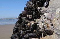 Wide angle view of Acorn barnacles (Balanus perforatus) attached to rocks alongside Common mussels (Mytilus edulis) with young barnacles and recently settled cyprid larvea in the process of calcifying...
