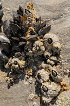 Acorn barnacles (Balanus perforatus) attached to limestone rocks alongside Common mussels (Mytilus edulis) with barnacles and recently settled cyprid larvae in the process of calcifying on the rock fa...