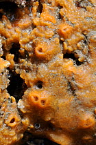 Close up view of Orange form of Breadcrumb sponge (Halichondria panicea) growing on rocks exposed on a low spring tide. Rhossili, The Gower Peninsula, UK, July.