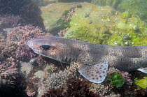 Close up of Lesser spotted catshark / Dogfish (Scyliorhinus canicula) resting on floor of a rockpool among Coralweed (Corallina officinalis) low on the shore. Rhossili, The Gower peninsula, UK, July.