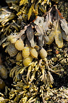 Close up views of Spiral / Flat wrack (Fucus spiralis) surrounded by Channelled wrack (Pelvetia canaliculata) on rocks high on the shoreline, exposed at low tide, Rhossili, The Gower Peninsula, UK, Ju...