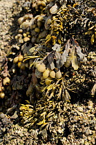 Spiral / Flat wrack (Fucus spiralis) surrounded by Channelled wrack (Pelvetia canaliculata) on rocks high on the shoreline, exposed at low tide, Rhossili, The Gower Peninsula, UK, July.