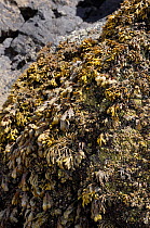 Channelled wrack (Pelvetia canaliculata) above and Spiral / Flat wrack (Fucus spiralis) below, growing on rocks high on the shoreline, exposed at low tide. Rhossili, The Gower Peninsula, UK, July.