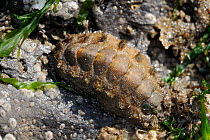 Bristled chiton (Acanthochitona crinitus) attached to rocks exposed at low tide, Rhossili, The Gower Peninsula, UK, July.