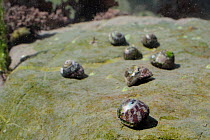 Group of Flat / Purple top shells (Gibbula umbilicalis) grazing algae from a boulder in rockpool. Rhossili, The Gower Peninsula, UK, July.