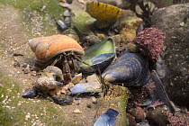 Common Hermit crab (Pagurus bernhardus) in a Dog whelk shell and a Common prawn (Palaemon serratus) crawling over floor of a rockpool littered with mollusc shell fragments. Rhossili, The Gower Peninsu...