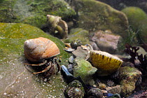 Common Hermit crab (Pagurus bernhardus) in a Dog whelk shell crawling over floor of a rockpool littered with shell fragments and grazing Flat top shells (Gibbula umbilicalis). Rhossili, The Gower Peni...