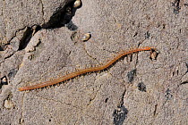 Coastal centipede (Strigamia maritima) crawling over rocks high on the shoreline near a few Small periwinkles (Melarhaphe neritoides / Littorina neritoides). Rhossili, The Gower Peninsula, UK, July.