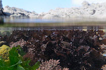 Split level view of Irish moss / Carrageen (Chondrus crispus) iridescing in a sunlit rockpool alongside Coralweed (Corallina officinalis) and Sea Lettuce / Green laver (Ulva lactuca). Rhossili, The Go...