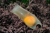Yolk and developing embryo visible in Mermaid's purse egg case of Lesser spotted catshark / Dogfish (Scyliorhinus canicula) entangled with Coralweed (Corallina officinalis) in a rockpool. Rhossil...