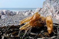 Several Mermaid's purse egg cases of Lesser spotted catshark / Dogfish (Scyliorhinus canicula) on seaweed washed up shore. Rhossili, The Gower peninsula, UK, July.
