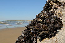 Wide angle view of Common mussels (Mytilus edulis) dotted with masses of very young barnacles and recently settled cyprid larvae in the process of calcifying, exposed at low tide, Rhossili, The Gower...