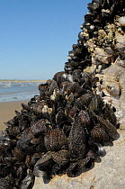 Common mussels (Mytilus edulis) dotted with masses of very young barnacles and recently settled cyprid larvae in the process of calcifying, exposed at low tide. Rhossili, The Gower Peninsula, UK, July...