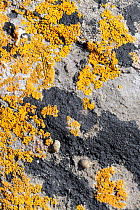 Limestone rocks high just above the high tide line with two Small periwinkles (Melarhaphe neritoides = Littorina neritoides) among patches of Common orange lichen (Xanthoria parietina) and Black Tar l...