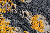 Limestone rocks high just above the high tide line with two Small periwinkles (Melarhaphe neritoides = Littorina neritoides) among patches of Common orange lichen (Xanthoria parietina) and Black Tar l...