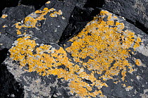 Limestone rocks high just above the high tide line with patches of Common orange lichen (Xanthoria parietina) and Black Tar lichen (Hydropunctaria maura / Verrucaria maura). Rhossili, The Gower Penins...