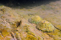 Common prawn (Palaemon serratus) foraging on an algal covered boulder in a rockpool near two Common limpets (Patella vulgata). Rhossili, The Gower Peninsula, UK, July.
