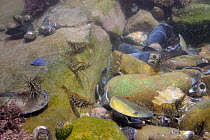 Group of Common prawns (Palaemon serratus) foraging among boulders and shell fragments in a rockpool. Rhossili, The Gower Peninsula, UK, July.