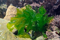 Sea lettuce / Green laver (Ulva lactuca) growing in a rockpool alongside Coralweed (Corallina officinalis). Rhossili, The Gower Peninsula, UK, July.