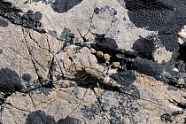 Shore / Sea Bristletail (Petrobius maritimus / brevistylis) camouflaged on limestone rock with patches of Black tar lichen (Hydropunctaria maura / Verrucaria maura) alongside four Small periwinkles (M...
