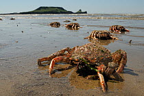 Moulted crarapaces and legs of Common spider crabs / Spiny spider crabs (Maja brachydactyla / Maja squinado) and moulted carapaces washed up on Rhossili Bay, with the Worm's Head in the background, Th...