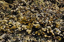 Spiral / Flat wrack (Fucus spiralis) growing on rocks high on the shoreline, exposed at low tide. Rhossili, The Gower Peninsula, UK, July.