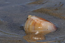 Rayed trough shell (Mactra stultorum), partially buried in sand with siphons visible exposed on a low spring tide. Rhossili, The Gower peninsula, Wales, UK, July.