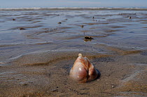 Wide angle view of Rayed trough shell (Mactra stultorum), partially buried in sand with siphons visible exposed on a low spring tide, with the sea in the background. Rhossili, The Gower peninsula, Wal...
