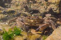 Velvet swimming crab (Necora / Liocarcinus puber) and Common prawns (Palaemon serratus) in a rockpool. Rhossili, The Gower Peninsula, UK, July.