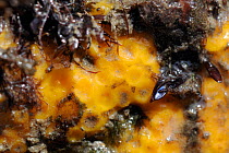 Close up of Yellow boring sponge (Cliona celata) on limestone rocks exposed on a low spring tide. Rhossili, The Gower peninsula, UK, July.