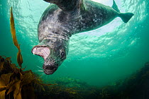 Grey seal (Halichoerus grypus) swimming amongst kelp and playing, Farne Islands, Northumberland, England, UK, July.