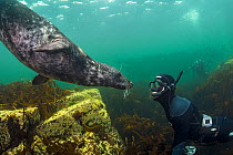 Grey seal (Halichoerus grypus) swimming up to a snorkeller, Farne Islands, Northumberland, England, UK, July. Model released.
