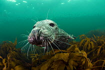 Female Grey seal (Halichoerus grypus) juvenile swimming over kelp, off Farne Islands, Northumberland, England, UK, July