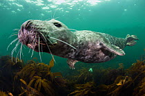 Female Grey seal (Halichoerus grypus) juvenile swimming over kelp, off Farne Islands, Northumberland, England, UK, July. Did you know? Grey seal milk is 60% fat and although they are fed milk for just...
