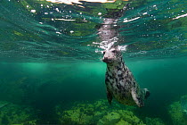 Female Grey seal (Halichoerus grypus) submerging after taking a breath at the surface, Farne Islands, Northumberland, England, UK, July