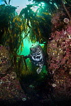 Grey seal (Halichoerus grypus) in a gully beneath kelp (Laminaria digitata), Farne Islands, Northumberland, England, UK, July