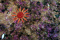 Common sunstar (Crossaster papposus) hunting fleeing Brittlestars (Ophiopetra) on Maerl (Lithothamnion glaciale) encrusted rock, Loch Carron, Ross and Cromarty, Scotland, UK, April.