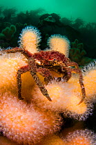 Great spider crab (Hyas araneus) on Deadman's fingers (Alcyonium digitatum) coral, feeding in a current, Loch Carron, Ross and Cromarty, Scotland, UK, April