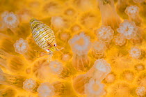 Amphipod (Iphimedia obesa) on top of a colony of Deadman's fingers (Alcyonium digitatum) coral, Loch Carron, Ross and Cromarty, Scotland, UK, April. Did you know? Although coral reefs are thought of a...