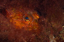 Sea scorpion (Taurulus bubalis) hidden in a bed of red algae, Loch Carron, Ross and Cromarty, Scotland, UK, April.