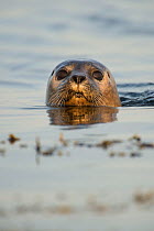 Common seal (Phoca vitulina) at the surface, Cairns of Coll, Inner Hebrides, Scotland, UK, June.