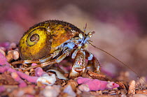 Common hermit crab (Pagurus bernhardus) on a bed of Maerl (Lithothamnion glaciale), a coralline alga, Loch Carron, Ross and Cromarty, Scotland, UK., April
