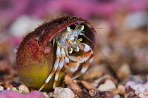 Common hermit crab (Pagurus bernhardus), Loch Carron, Ross and Cromarty, Scotland, UK, April