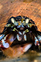 Common hermit crab (Pagurus bernhardus), Loch Leven, Ballachulish, Scotland, UK, April
