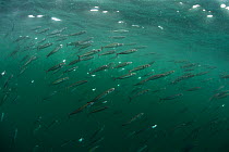 School of Atlantic mackerel (Scomber scombrus) at the surface, feeding on zooplankton, Isle of Coll, Inner Hebrides, Scotland, UK, June.